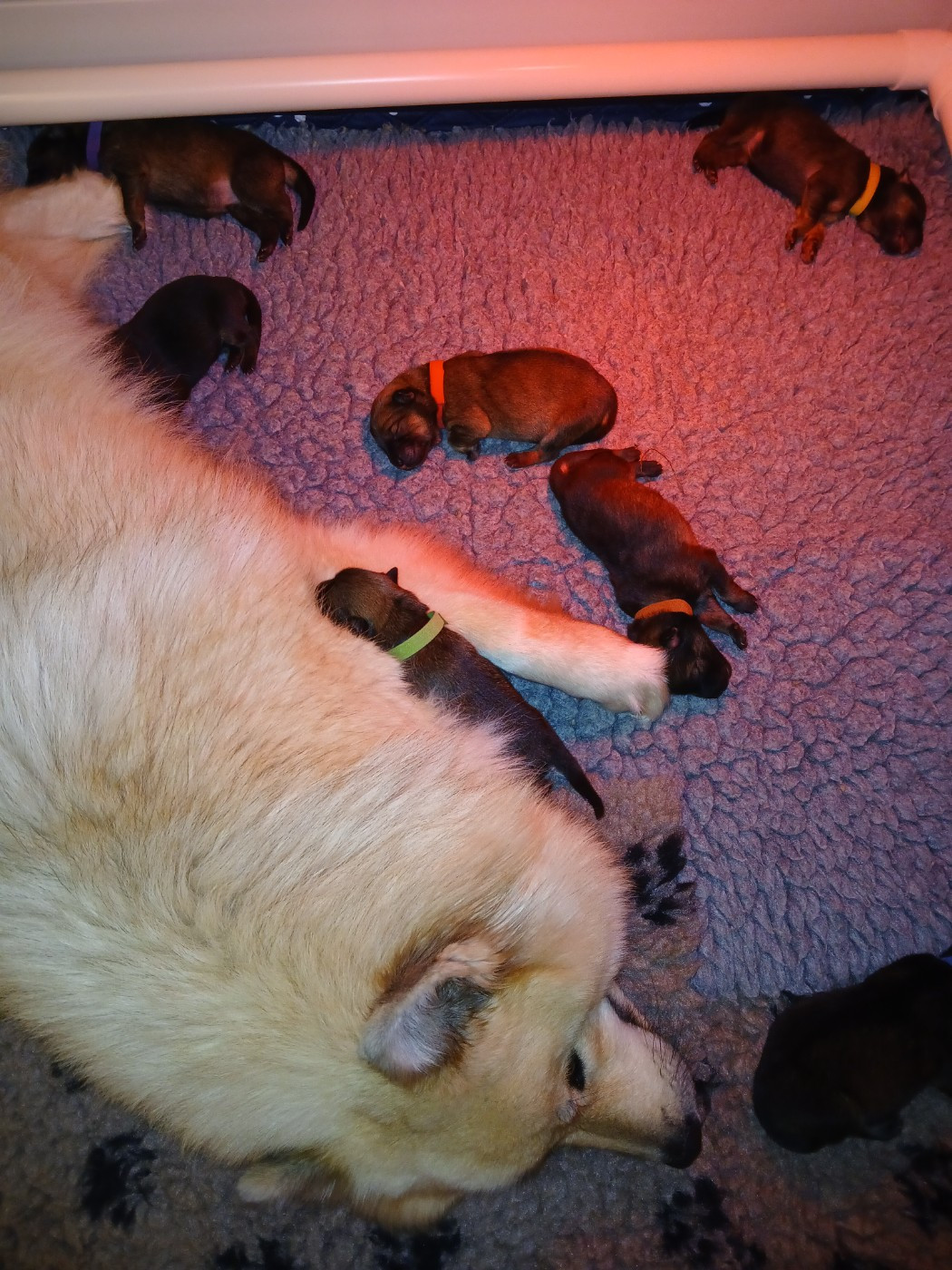 Naissance des premiers Nhiote