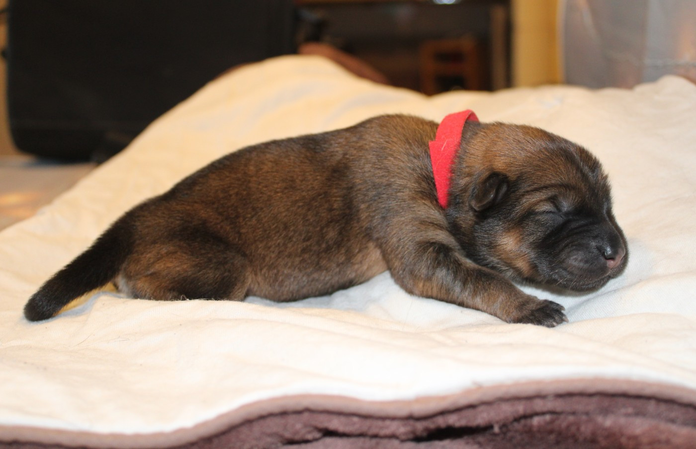 Of Nhiòte - Chiots disponibles - Eurasier