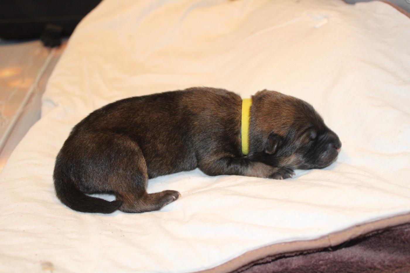 Of Nhiòte - Chiots disponibles - Eurasier