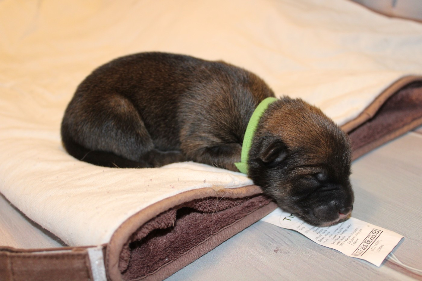 Of Nhiòte - Chiots disponibles - Eurasier