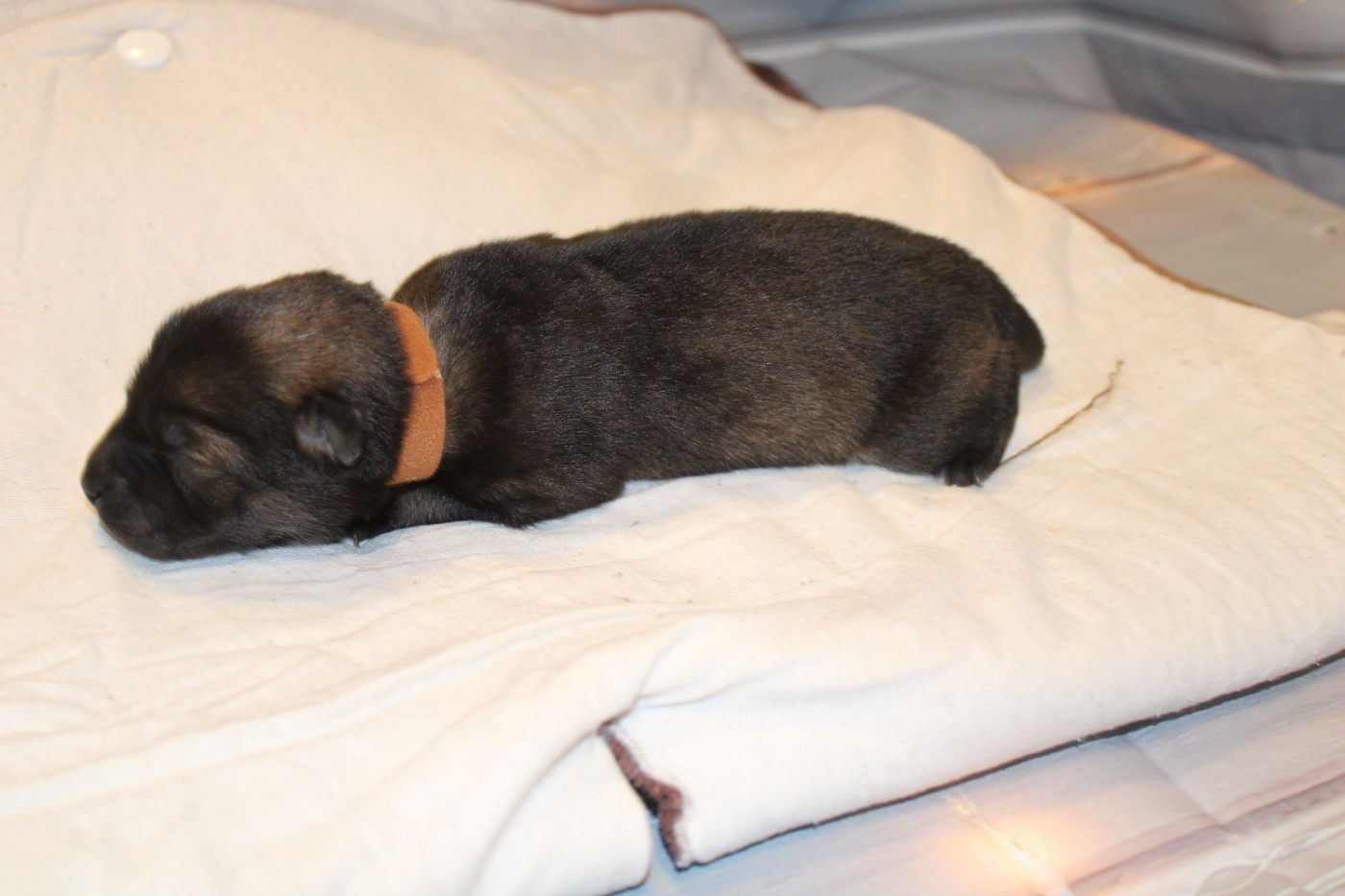 Of Nhiòte - Chiots disponibles - Eurasier