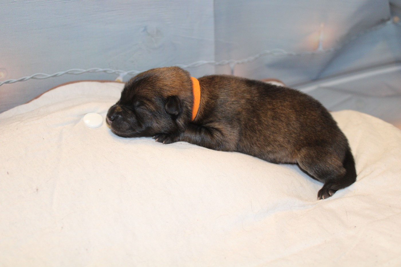 Of Nhiòte - Chiots disponibles - Eurasier