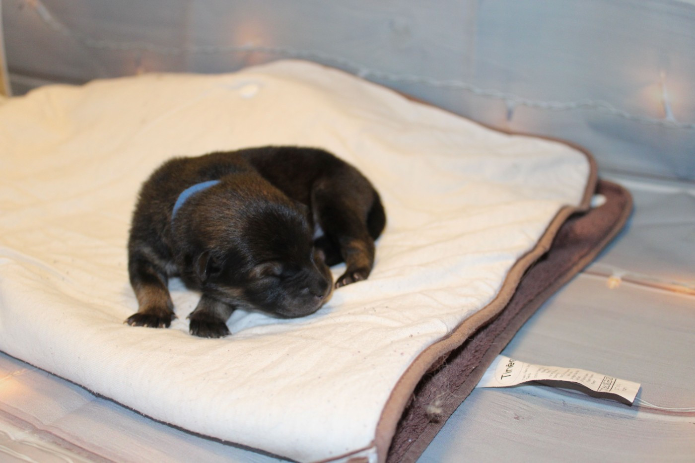 Of Nhiòte - Chiots disponibles - Eurasier