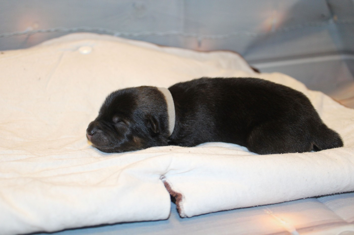 Of Nhiòte - Chiots disponibles - Eurasier