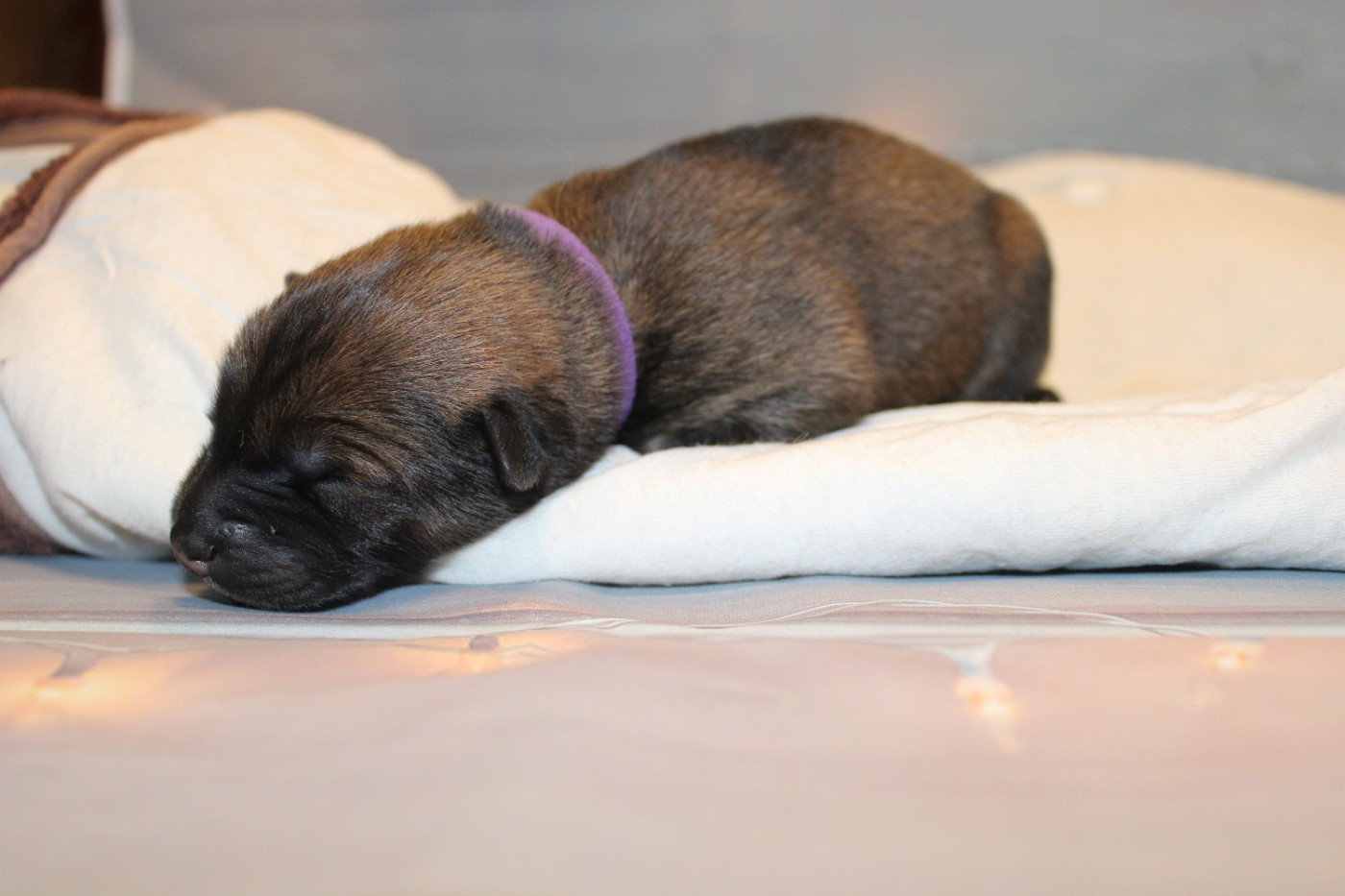 Of Nhiòte - Chiots disponibles - Eurasier