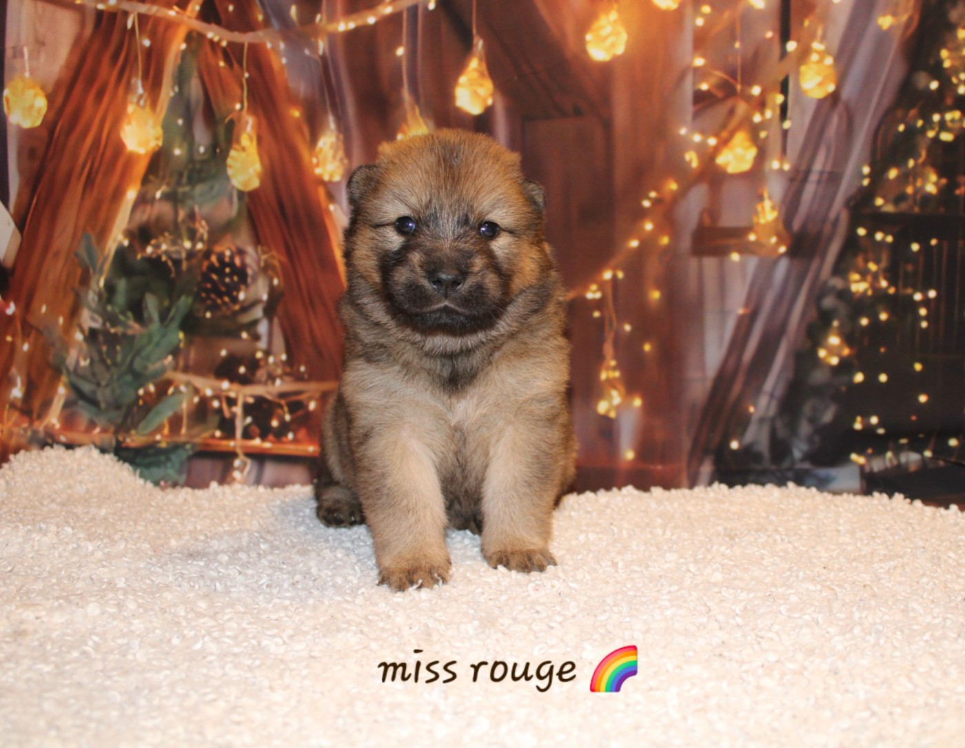 Of Nhiòte - Chiots disponibles - Eurasier