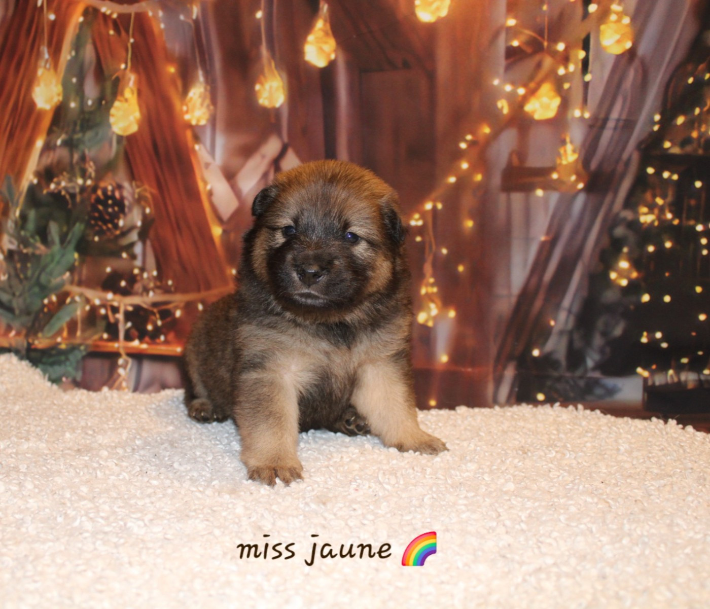 Of Nhiòte - Chiots disponibles - Eurasier