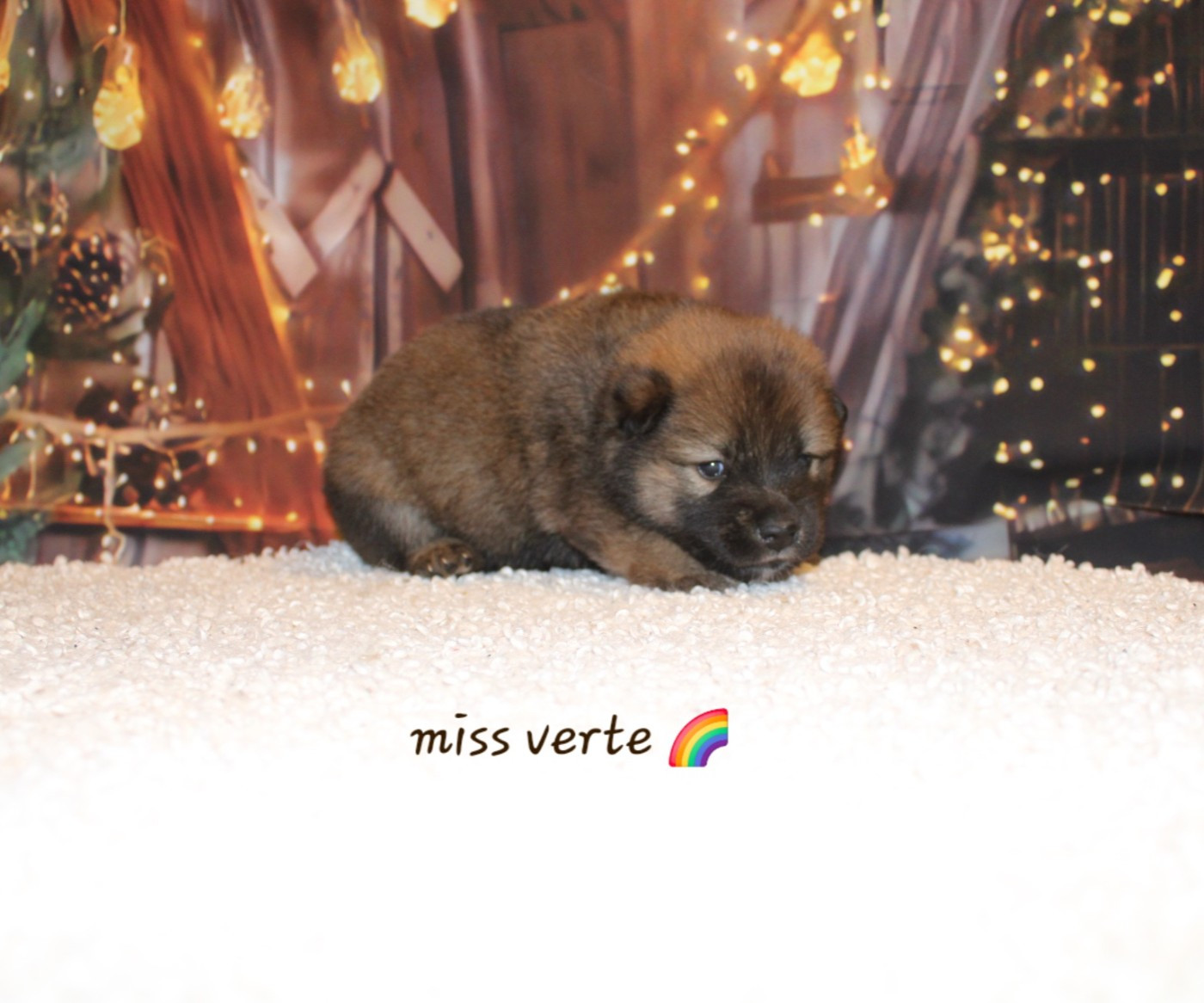 Of Nhiòte - Chiots disponibles - Eurasier