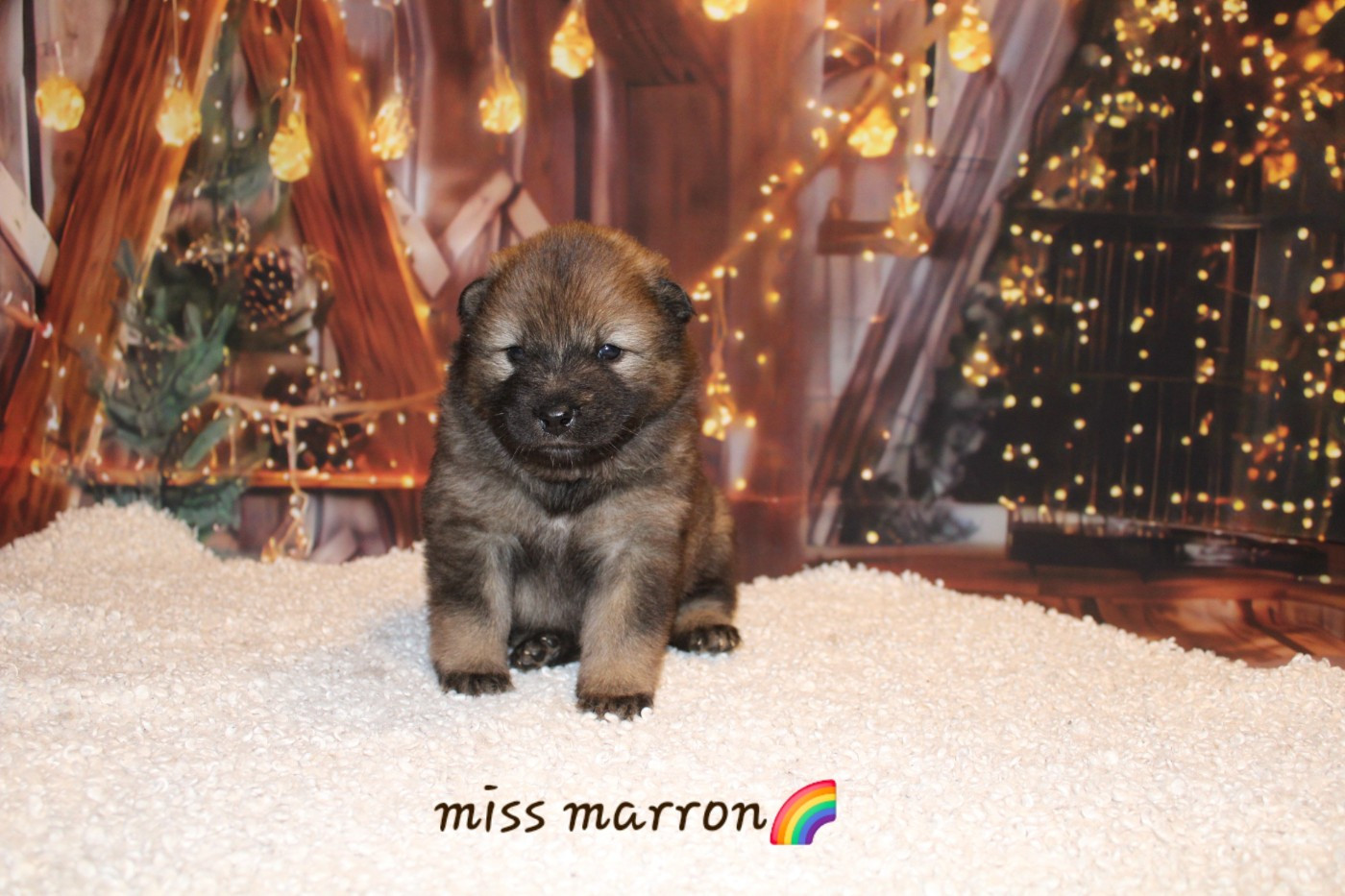 Of Nhiòte - Chiots disponibles - Eurasier