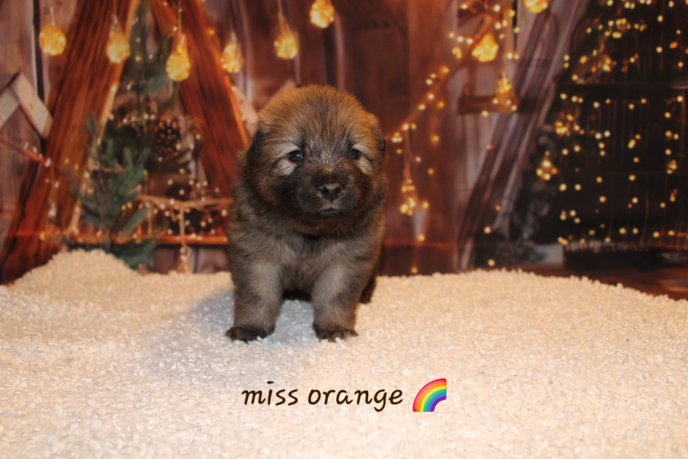 Of Nhiòte - Chiots disponibles - Eurasier