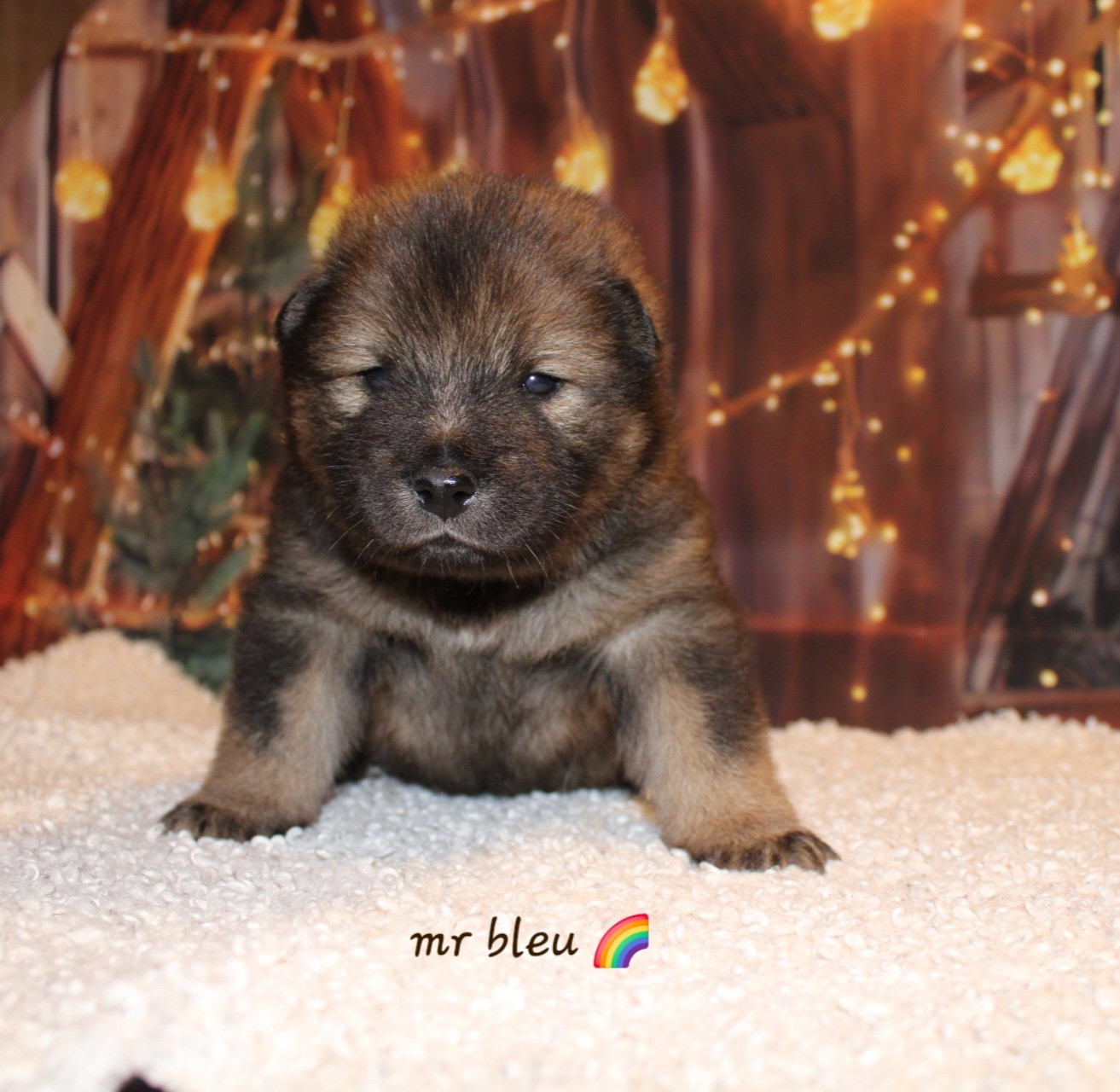 Of Nhiòte - Chiots disponibles - Eurasier