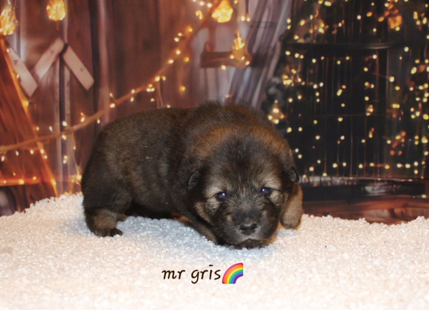 Of Nhiòte - Chiots disponibles - Eurasier