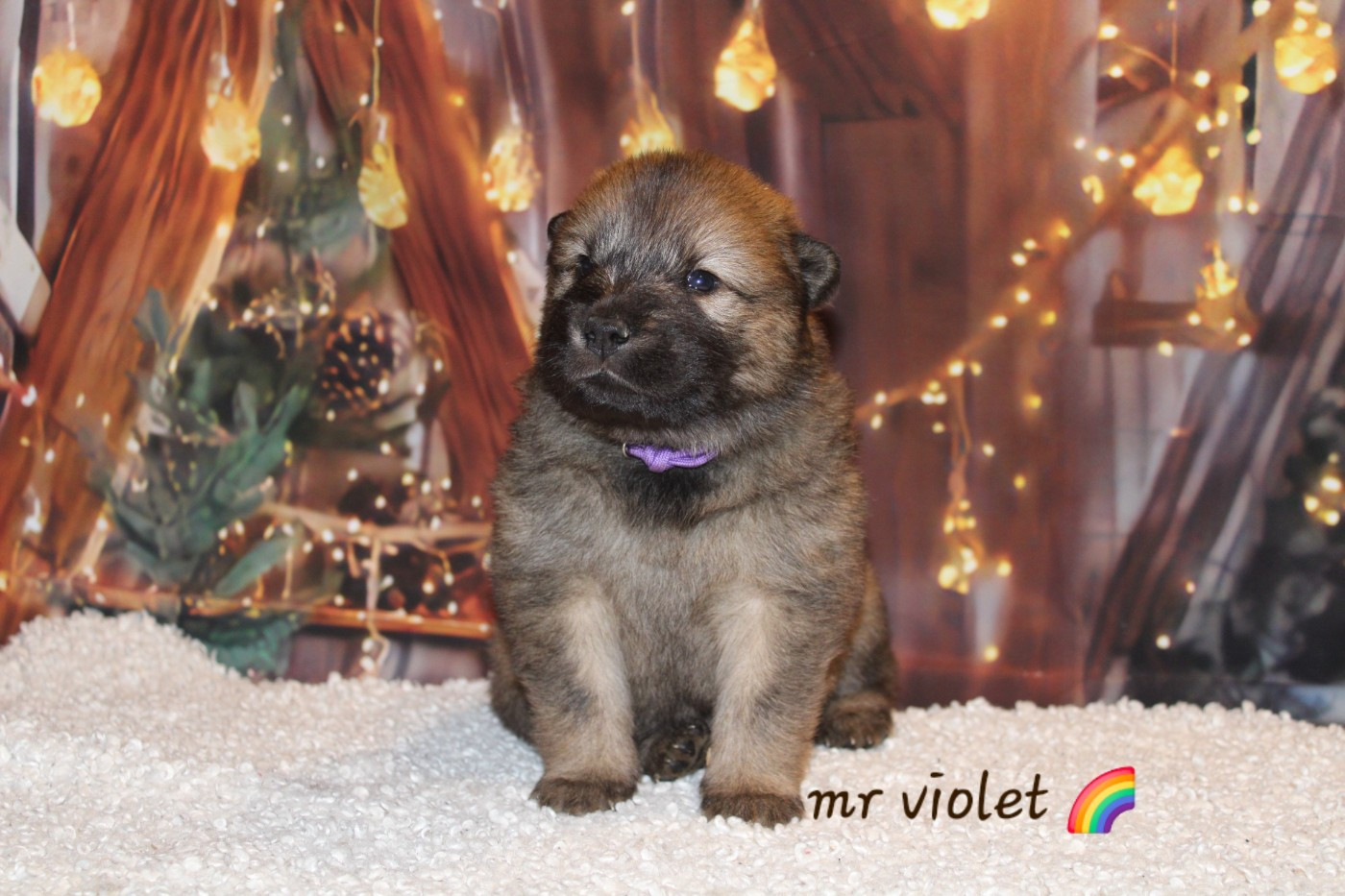 Of Nhiòte - Chiots disponibles - Eurasier