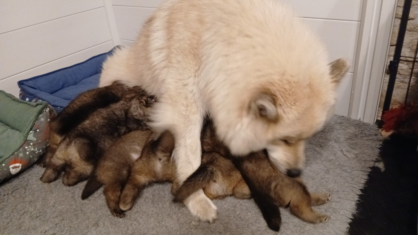 Of Nhiòte - Eurasier - Portée née le 21/11/2025